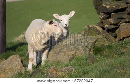 Cute Spring Lambs, West Yorkshire