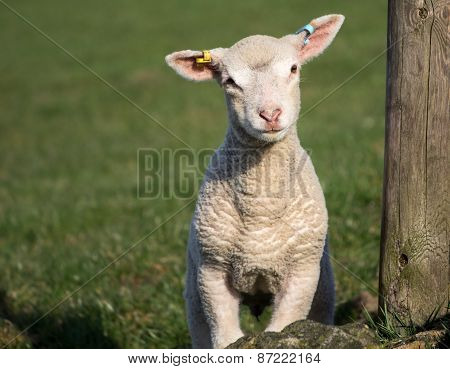 Cute Spring Lambs, West Yorkshire