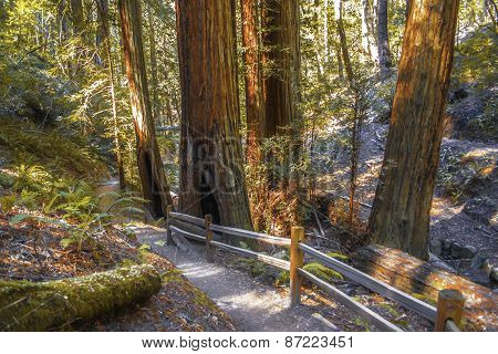 Nature Trail in Northern California