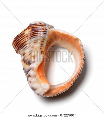 Broken Rapana Shell
