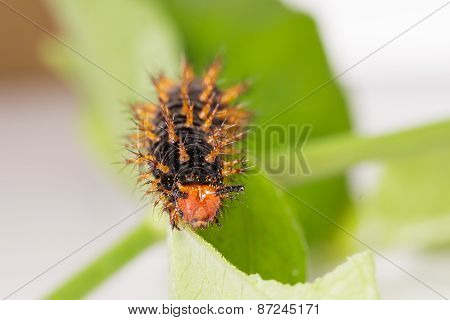 Caterpillar Of Great Eggfly Butterfly
