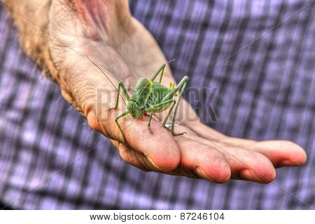 Locust