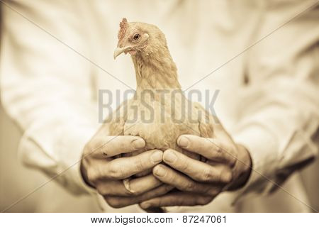 Farmer Holding A Beige Chicken