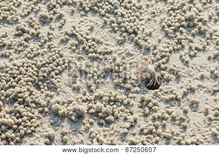 Little Crab On The Beach.