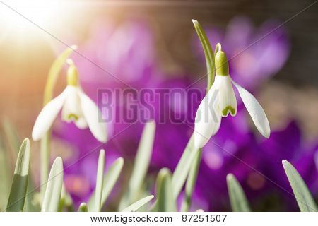 Snowdrop Bloom In Springtime With Sunlight