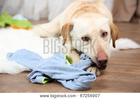 Dog demolishes clothes in messy room