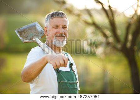 Portrait of a handsome senior man gardening in his garden, on a lovely spring day (color toned image)
