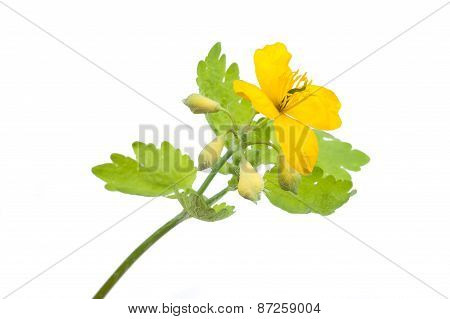 Celandine