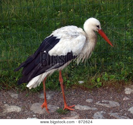 Sa Majesté cigogne