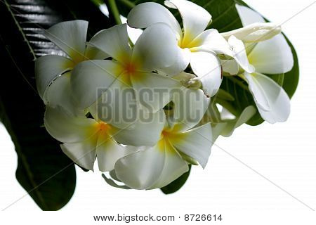 ดอกไม้พื้นหลังสีขาว