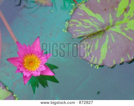 Lily 1