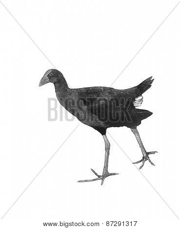 Line art, or pen and ink style rendition of a New Zealand Pukeko, a native bird in the wild isolated on white