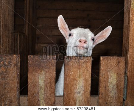 Saanen White Goat In Barn