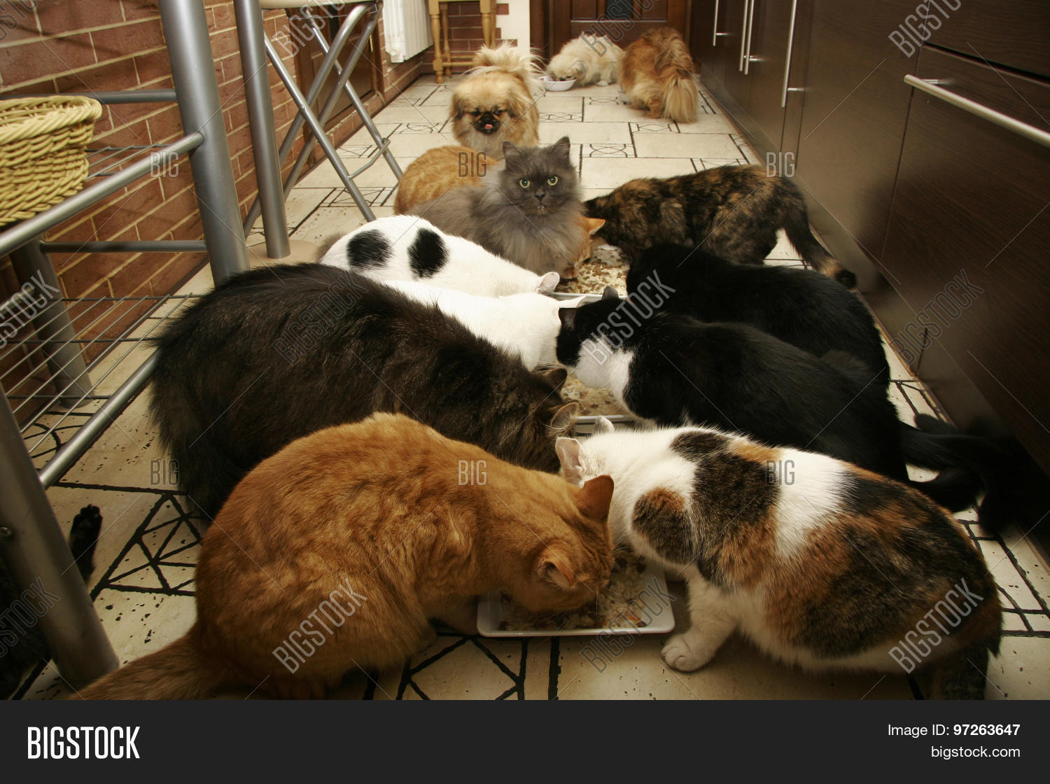 Кормушка уличная для бездомных кошек. Кэт хаус. Berea animal shelter cats. Коты во дворе частного дома. Cat shelter.