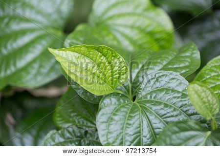 Chaplo Leaves