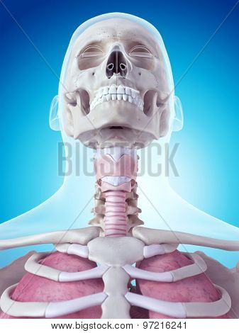 medically accurate illustration of the larynx anatomy