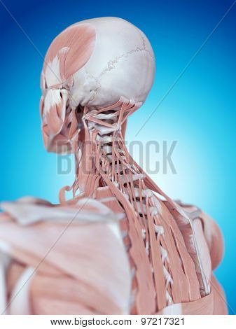 medically accurate illustration of the neck anatomy