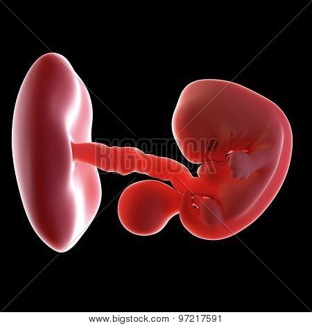medical accurate illustration of an embryo week 7