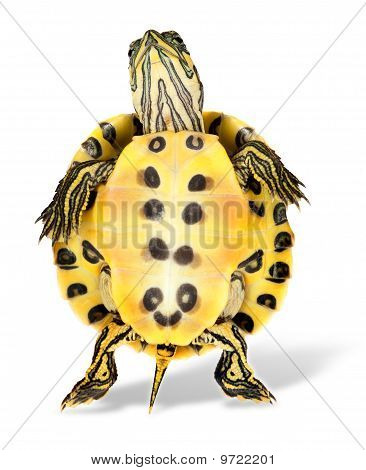 Dansende Turtle