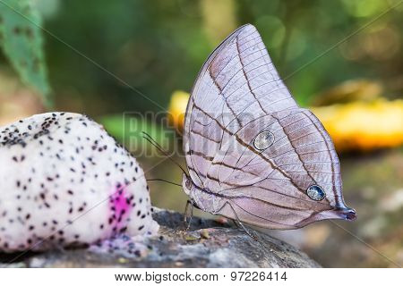 Koh-i-noor Butterfly