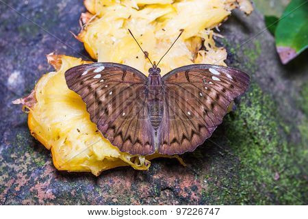 Female Banded Marquis Butterfly
