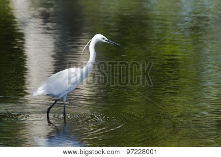 Little Egret In Pottuvil, Sri Lanka