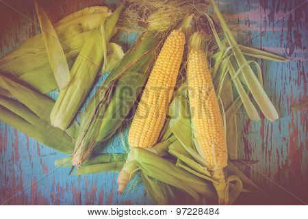 Freshly Picked Ear Of Maize, Sweet Corn Cob