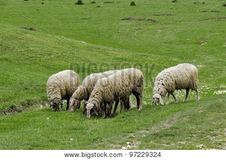 View of field, acacia forest and  group sheep