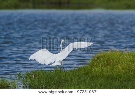 Great Egret In Pottuvil, Sri Lanka