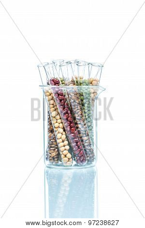 Legume With Wheat Genetically Modified, Plant Cell