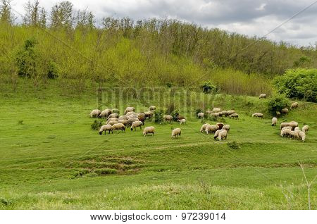 Background of sky, clouds, field, acacia forest and  flock sheep