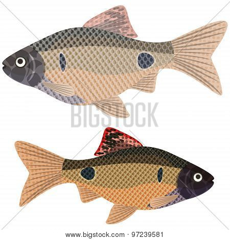 Exotic Aquarium Fish.