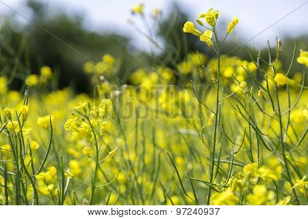 Rapeseed Growing In Field