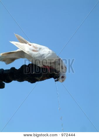 飲料水、バルブから鳩