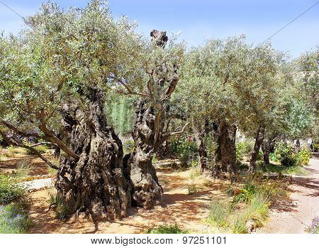 Old Olive Trees In Garden Of Gethsemane, Jerusalem