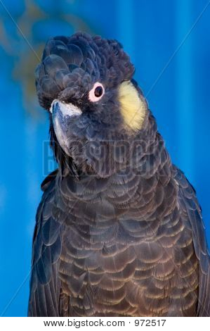 Yellow-Tailed Black Cockatoo