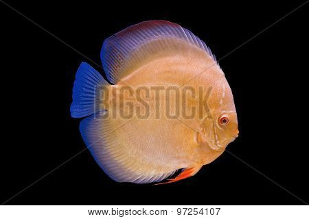 Pompadour Fish