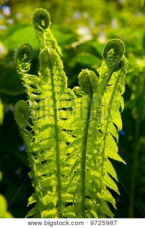 Ferns In Spring