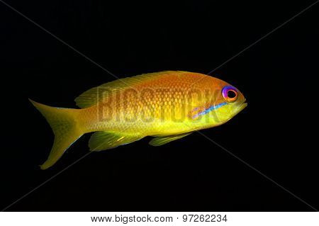 Sea goldie - Anthias -Pseudanthias squamipinnis