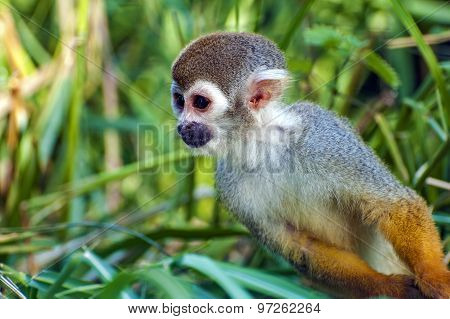 Squirrel monkey - Saimiri sciureus - portrait