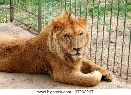 Lion
