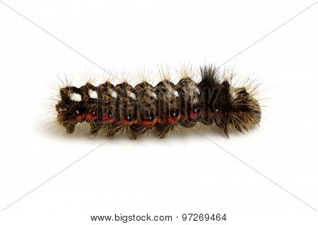  caterpillar isolated on a white background 