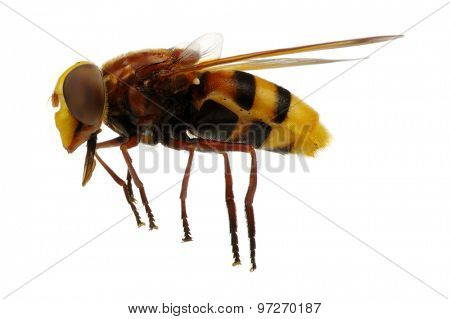 Horsefly isolated on white
