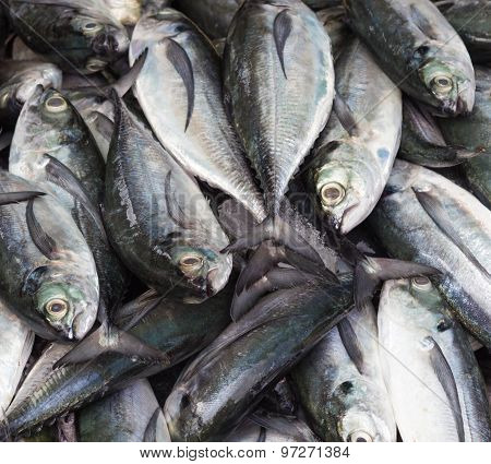 Mackerel On Ice