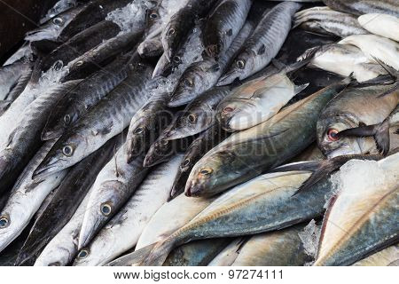Fresh Barracuda Fish On Ice