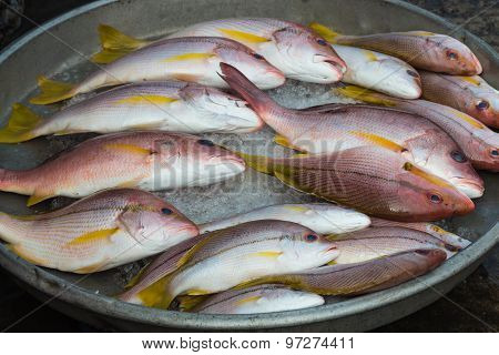 Several Fresh Red Snappers