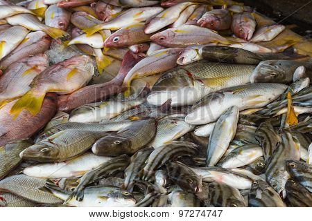 Different Types Of Snappers