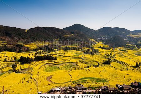 Yellow rapeseed flower field in Luoping, China