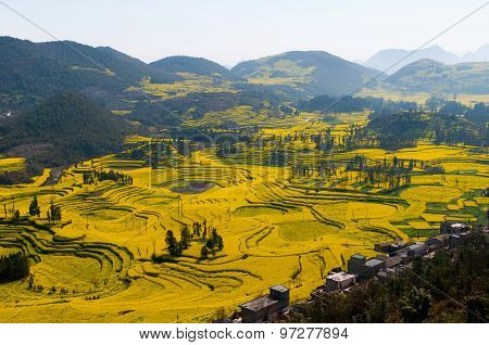 Yellow rapeseed flower field in Luoping, China