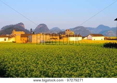 Beautiful landscape rapeseed field or canola flower field in spring, Luoping in China